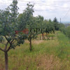Oportunitate! Teren intravilan, 1178 m.p., de vanzare, Letcani - Iasi