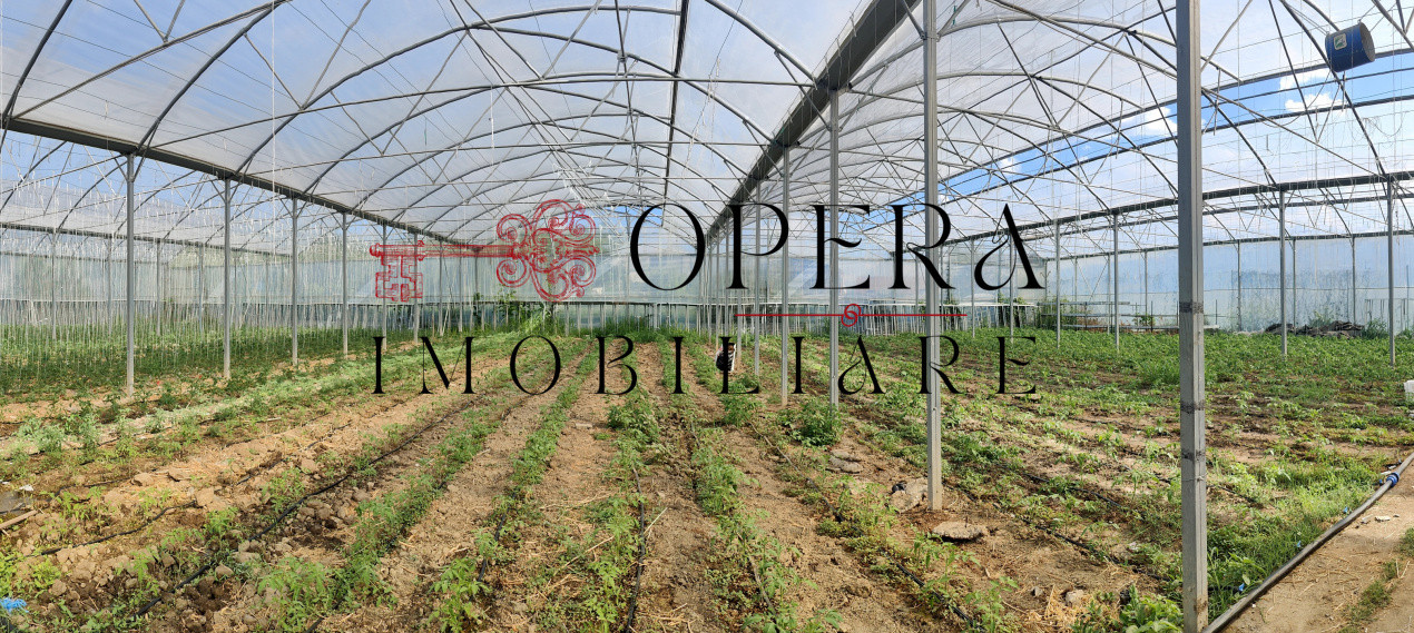 Teren intravilan 5000mp+Cladire265mp + Sera(2500mp), Rediu Aldei-Aroneanu