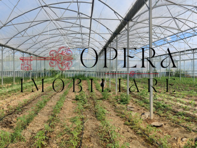 Teren intravilan 5000mp+Cladire265mp + Sera(2500mp), Rediu Aldei-Aroneanu